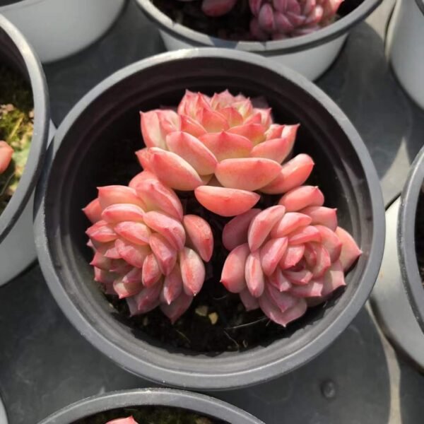 022. Echeveria 'Desert Rose'