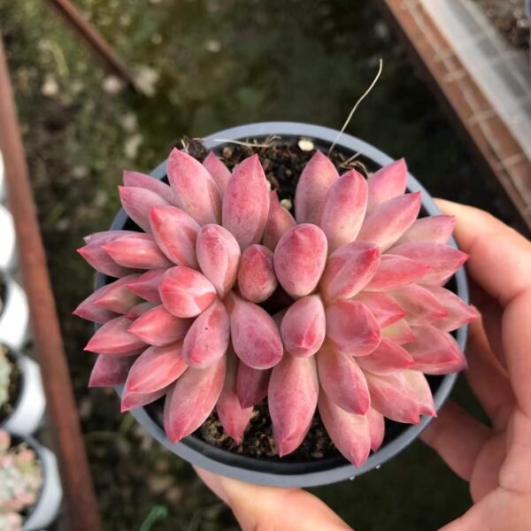 089. Echeveria 'Poppy'