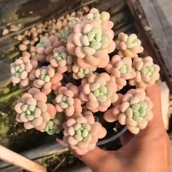 024. Echeveria Rococo