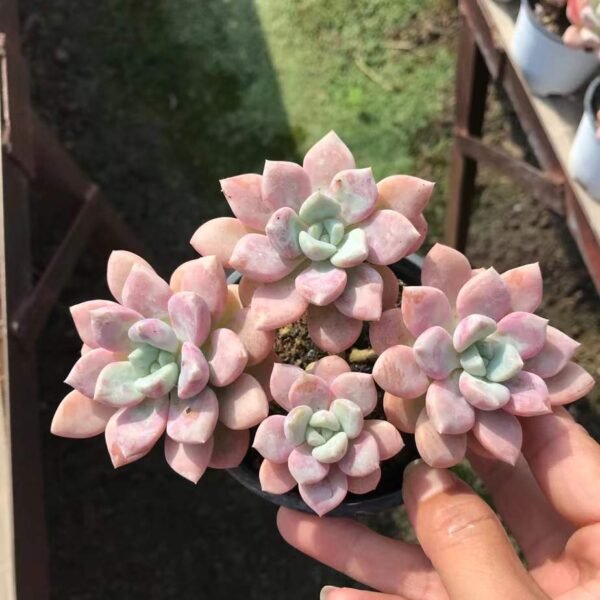 011. Echeveria 'Spotted Deer'