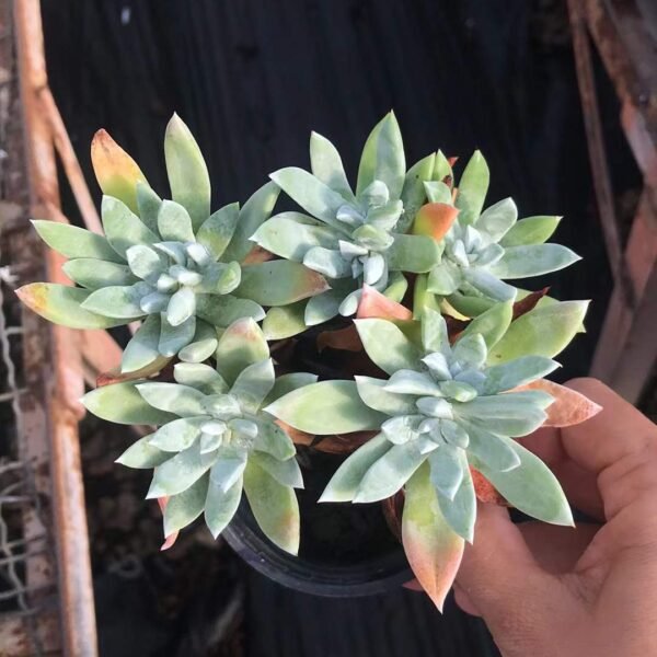 049. Echeveria 'First Frost'