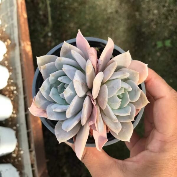 057. Echeveria 'Cream Tea'