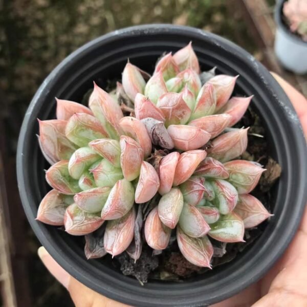 060. Echeveria 'Elsa'