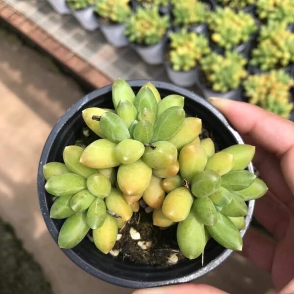 112. Echeveria 'Chiyoda'