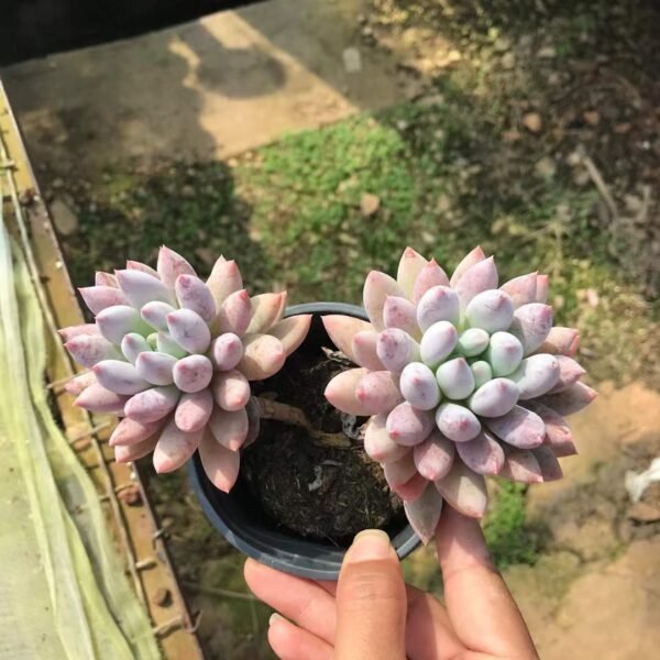 113. Echeveria 'Solomon'