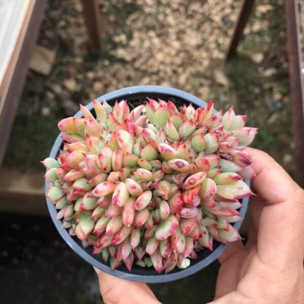 084. Echeveria 'Echeveria Brown Sugar'