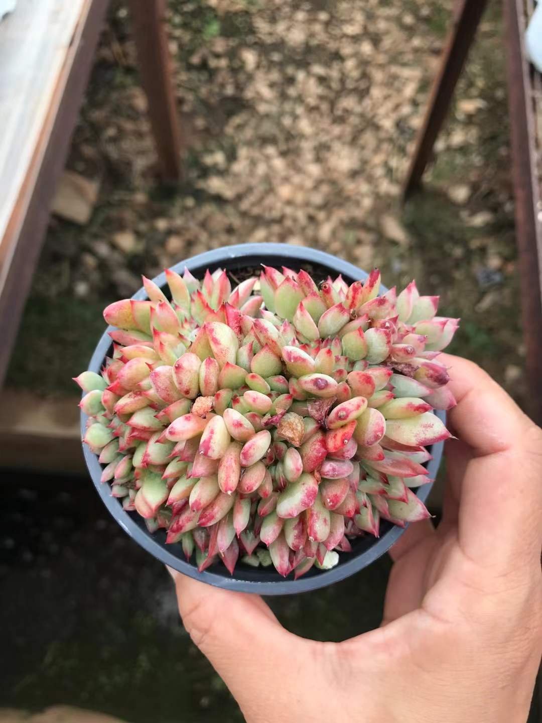Echeveria 'Echeveria Brown Sugar'