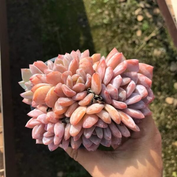 039. Echeveria Monroe