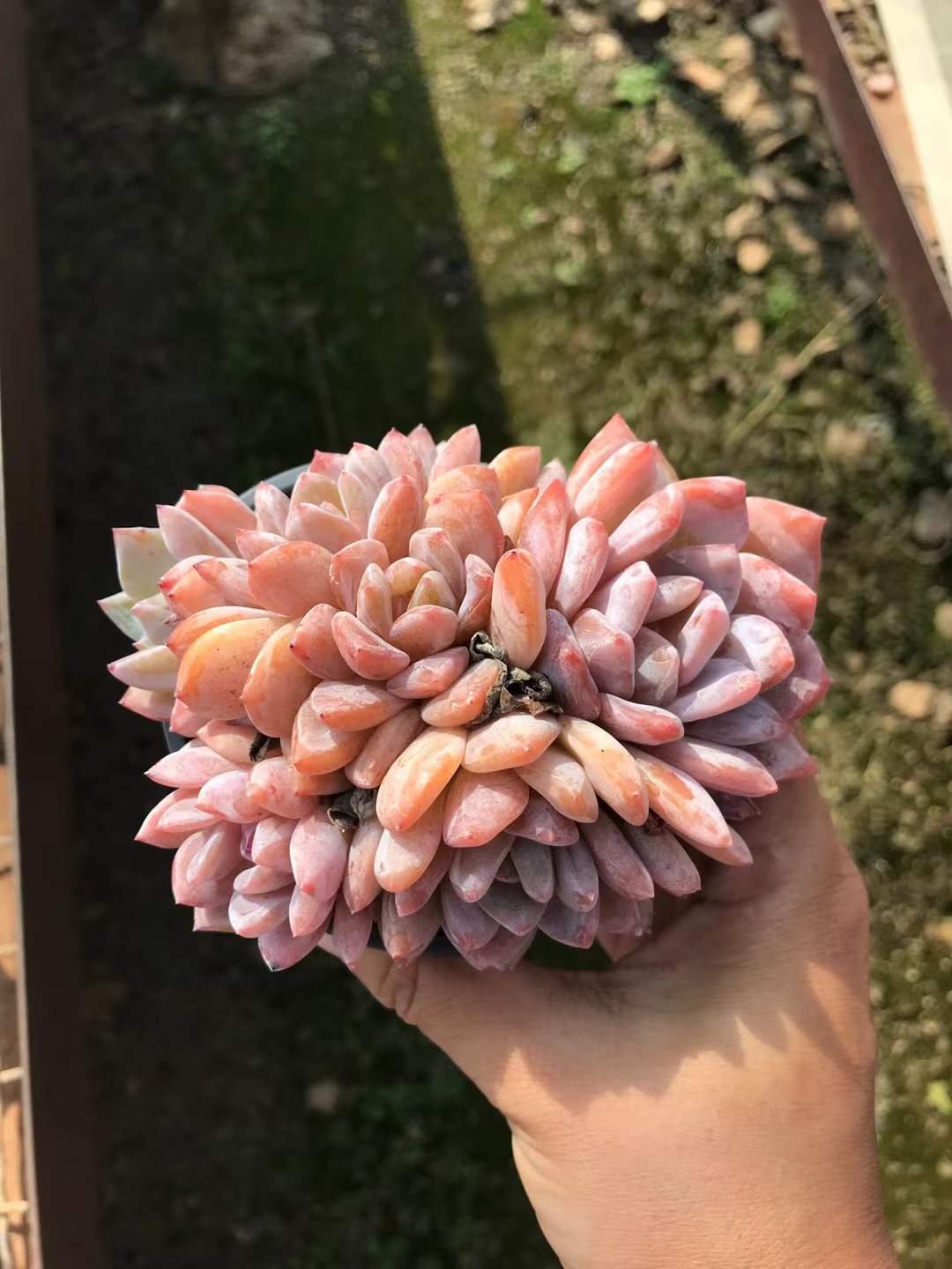 Echeveria Monroe