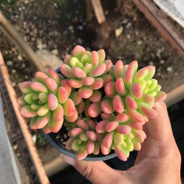 087. Sedeveria 'Shangri-La'