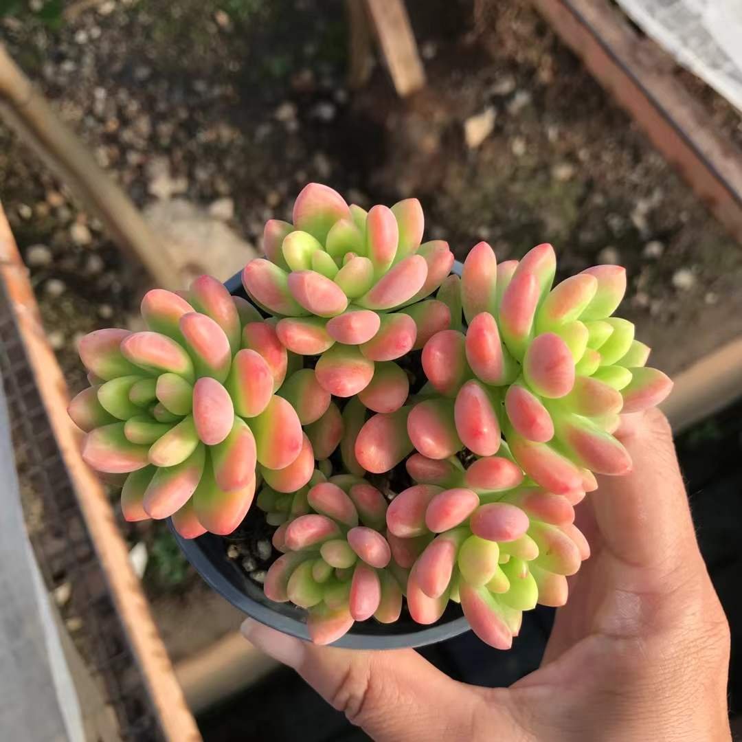 Sedeveria 'Shangri-La'