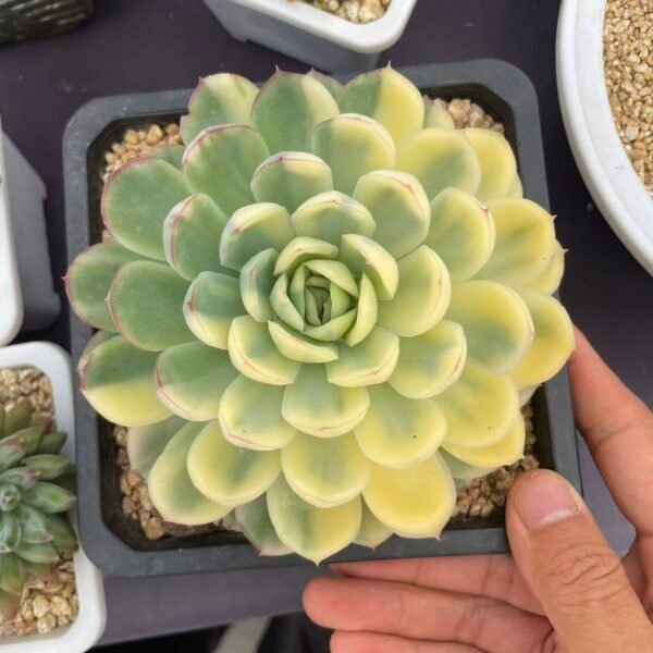 Echeveria 'Strawberry Ice Variegata'