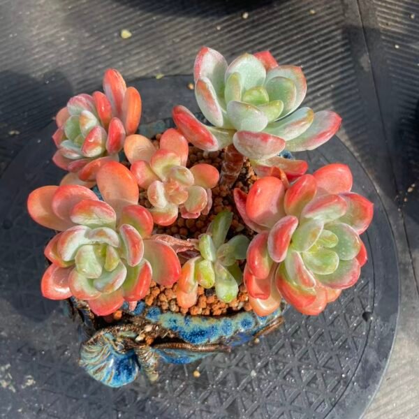 Echeveria Ice Orange