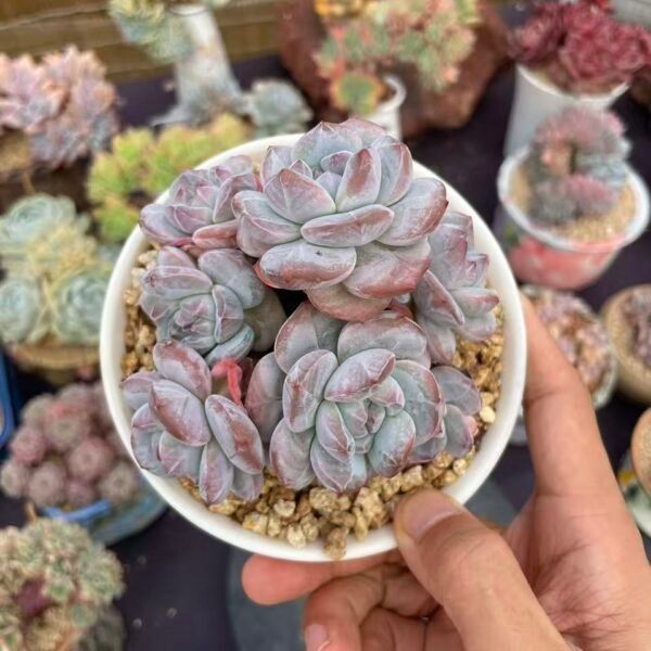 067. Echeveria Monroe