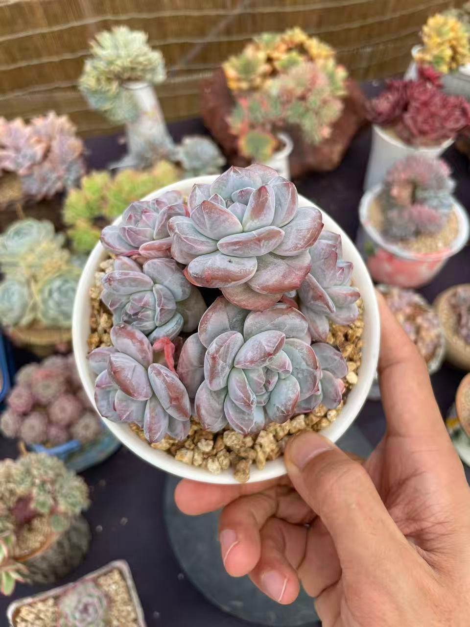 040e33571878238c15bbf1d624a27721