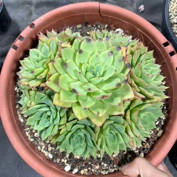 051. Echeveria 'Hybrid'