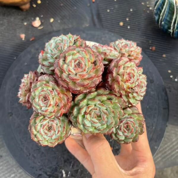 Echeveria 'White Fat'