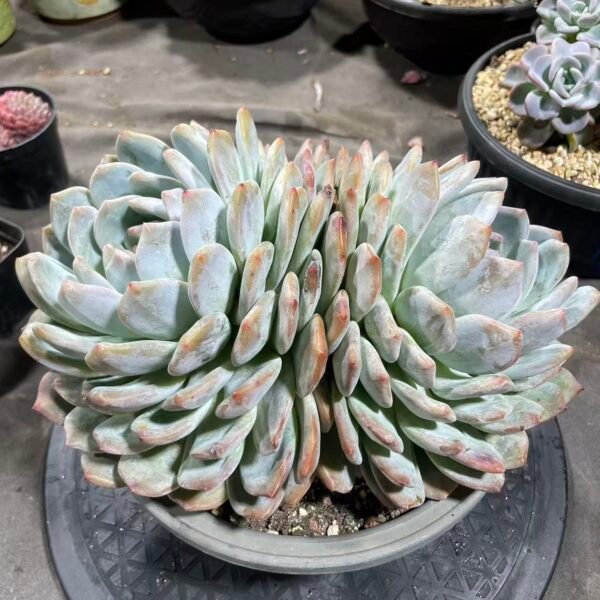 Echeveria Monroe