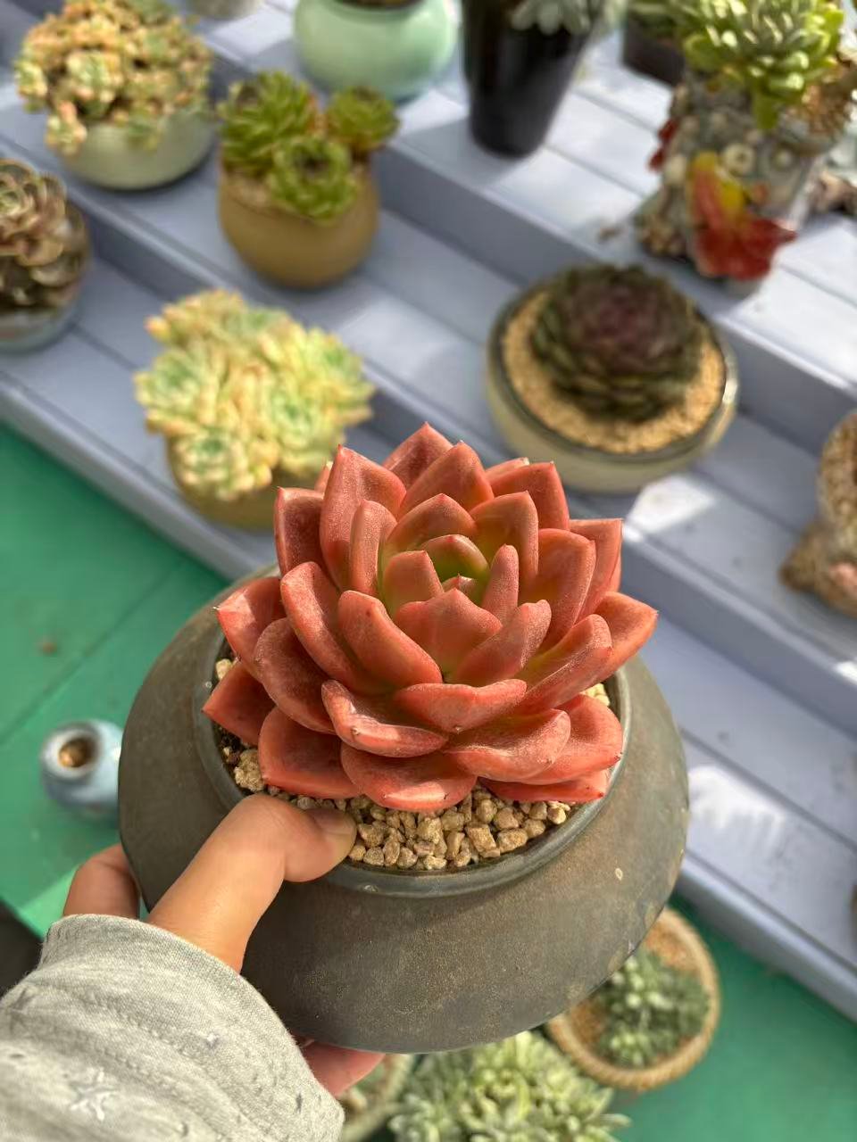 0a7cd9e1dd81269a6d60c62414a2e9de