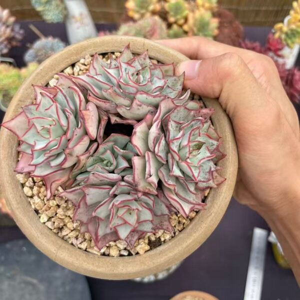 190. Echeveria strictiflora v. nova