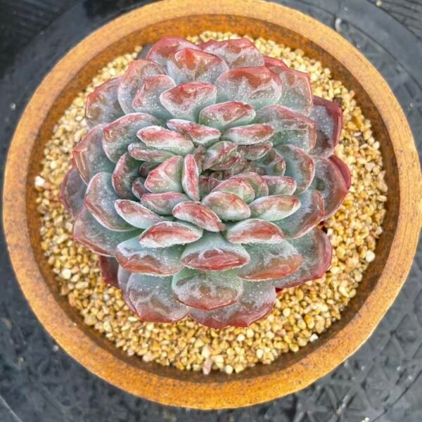 Echeveria 'Star Mark'