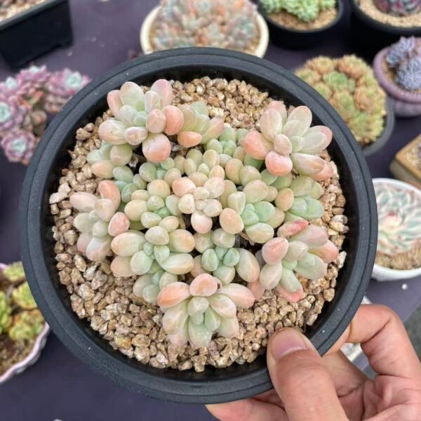 034. Echeveria 'Fragrant Jade'