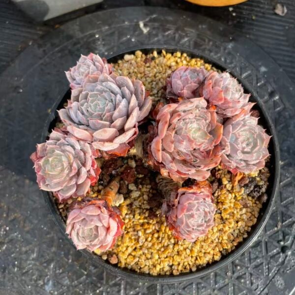 Echeveria 'Heaven-sent'