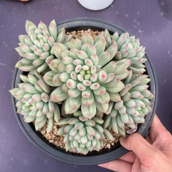 066. Echeveria 'Poppy'