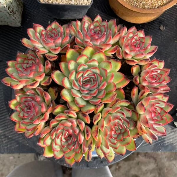 Echeveria 'Lotus'