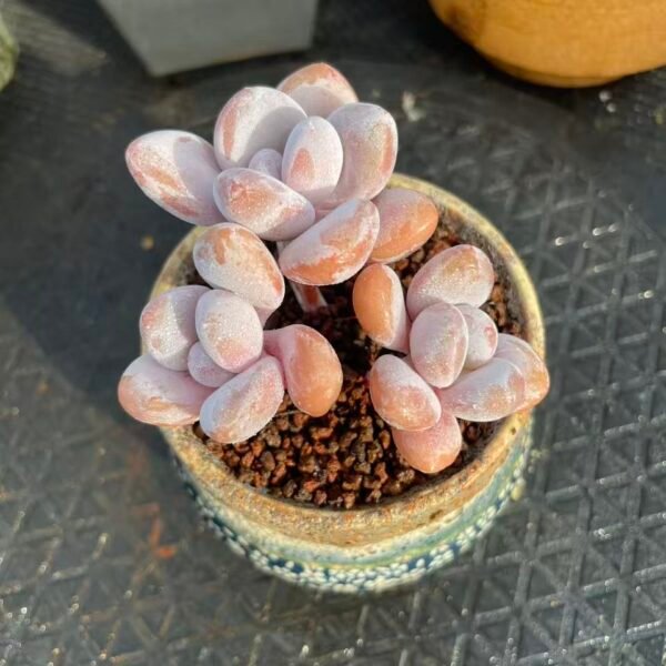 Echeveria 'Pink Rabbit'