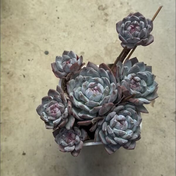 093. Echeveria Monroe