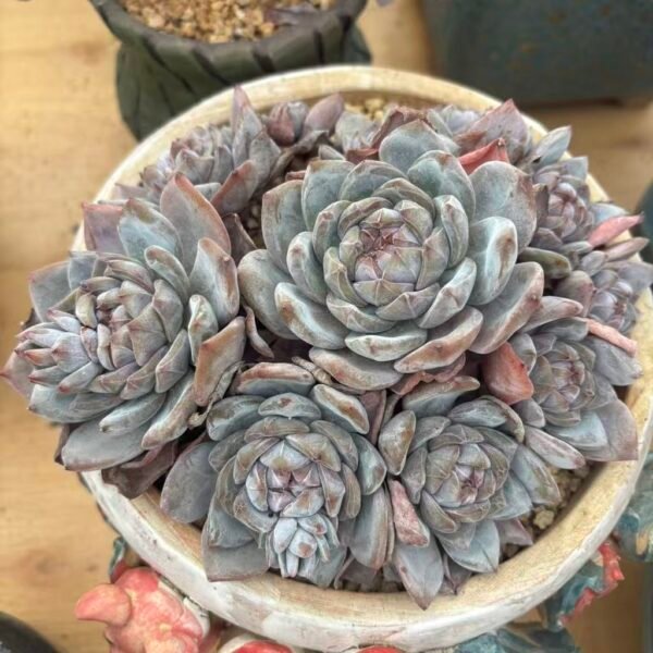096. Echeveria Monroe