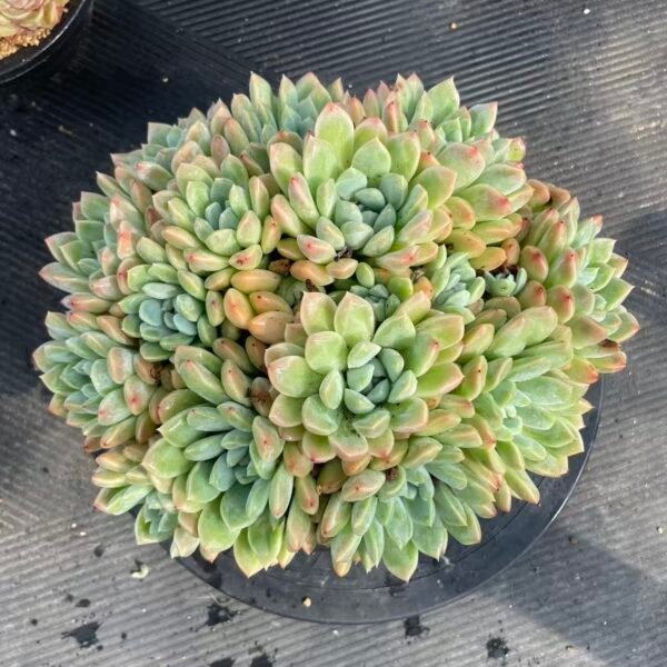 250. Echeveria 'Alba beauty