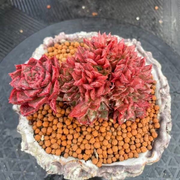 084. Echeveria 'Tajir'