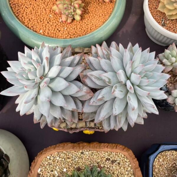 001. Echeveria 'Blue Bird' SP