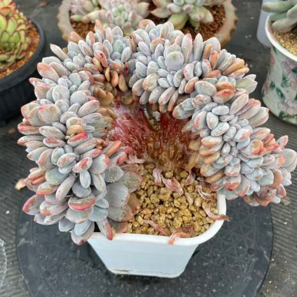 062. Echeveria 'Pink Rabbit'