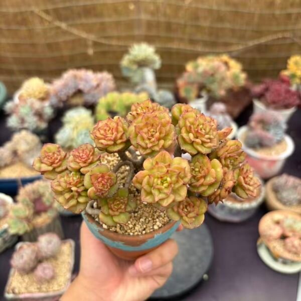 008. Echeveria 'Rolly'