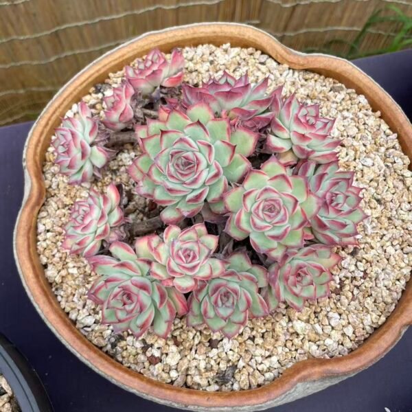 223. Echeveria 'Lotus'