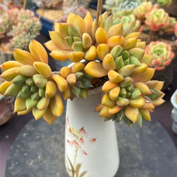 Echeveria 'J.C. Van Keppel'