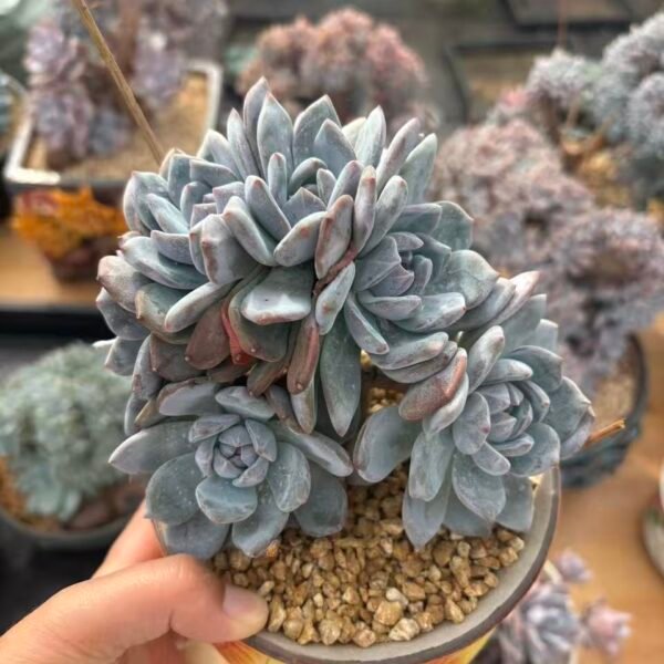 115. Echeveria Monroe