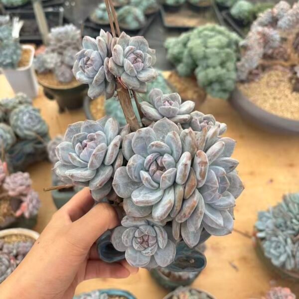 080. Echeveria Monroe