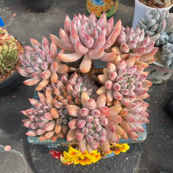 xPachyveria 'Angel's Finger'