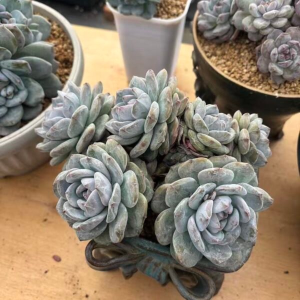 138. Echeveria Monroe