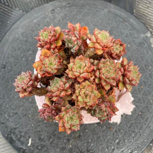 Echeveria 'Love Fire'