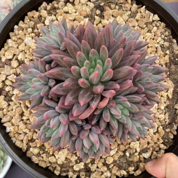 074. Echeveria 'Crystal Ball'