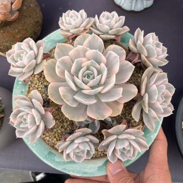 Echeveria runyonii variegata 'Akaihosi'
