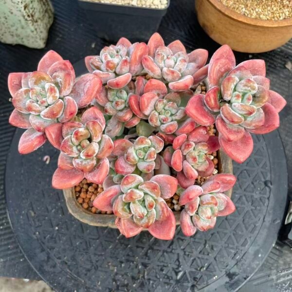 Echeveria 'Luoshen'