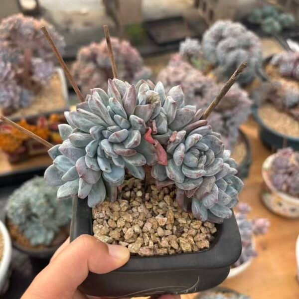 012. Echeveria Monroe