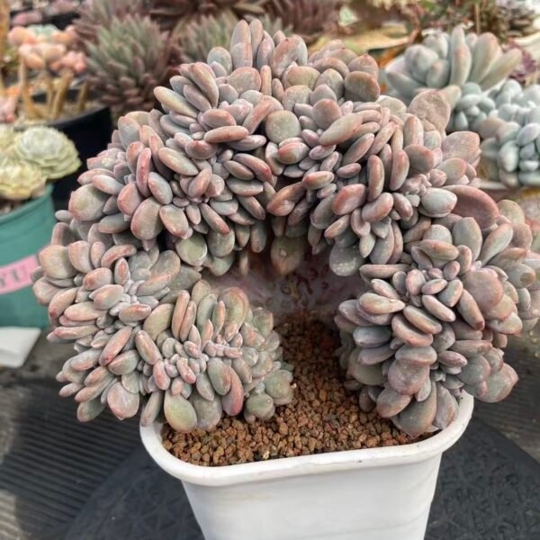 Echeveria 'Pink Snow'