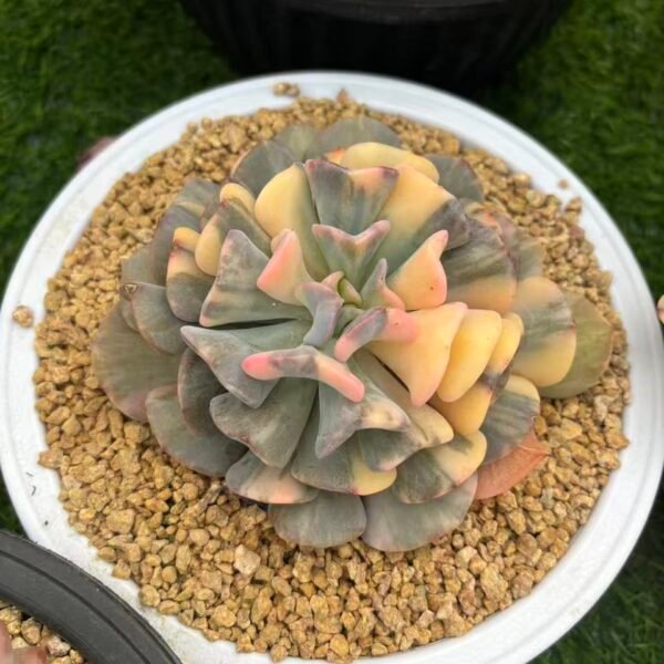 Echeveria 'Cubic Frost' variegated